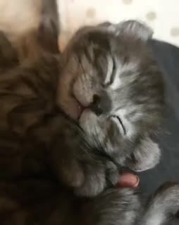 sleepy kitty :3