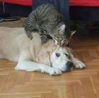 Päänahan maistelua