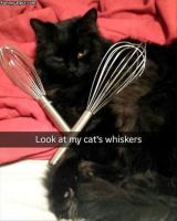 Cat's whiskers