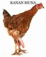 kananmuna