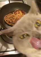 Helkkarin hyvää t.kisse