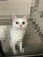 Pixelöitynyt kissa