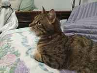 Tarkkana kuin porkkana