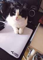 pc masterrace kisu :3