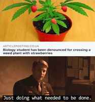 Marisikka vai manhuana?