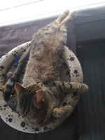 Mitäs tuolla oikein tapahtuu? :3