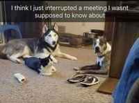 Salaseura kokoontuu :3