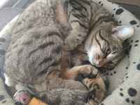 Ei ollutkaan nugs ;3