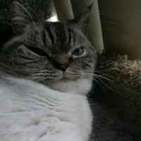 Näytät syylliseltä, huumon >:3