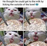 Mikä on tämä voimakenttä minun ja maidon välillä? ;___; >:3