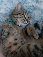 Herrasbörh lepäilemässä :3