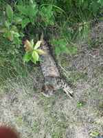 Näin poistutaan pensaskiepistä