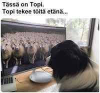 topi