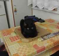 Kiitos lämmitetystä makuualustasta :3