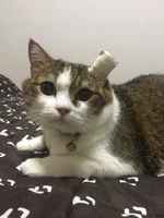 tuli pipi korvaan <:3