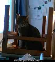 Siivouspäivän linnaleikit :3