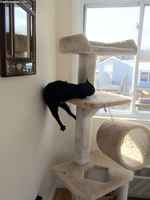 Kissa-aiheinen kuvakokoelma