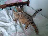 Näin huolletaan komeaa kesäkroppaa :3