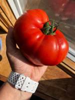 3 lb tomato