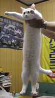 RIP longcat ;__;