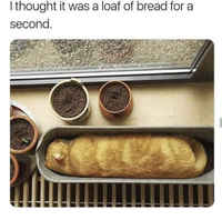 Loaf