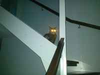 Vivamort engages direct control