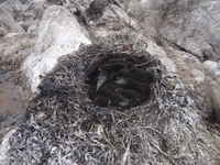 Merimetson kakaroita