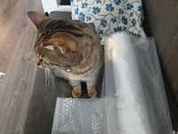 Mitäs hajoittaisi ensin? >:3