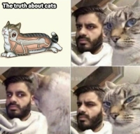 Totuus kissoista