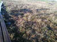 Repoveden luonnonpuisto