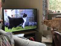 Kellotamme tv:tä - kokoelma