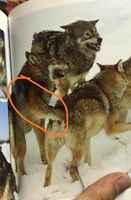 Onneksi on punainen ympyrä