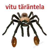 tärantelä