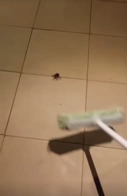 hämähäkki