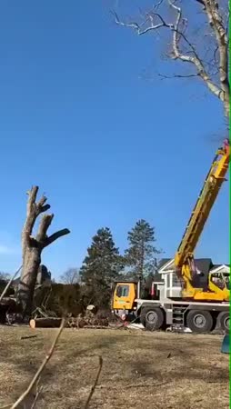 näin puut rakentuvat