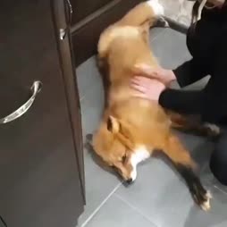 Kettumaista köllöttelyä