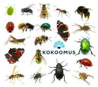 Taas pari hölömöä kuvaa