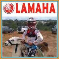 lamaha