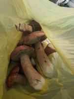 Perkele ei löytynyt kuin vääriä sieniä