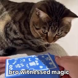 Kisselle tehdään taikatemppu