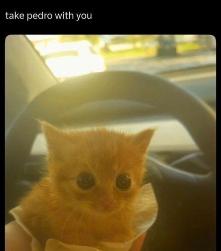 veri smol