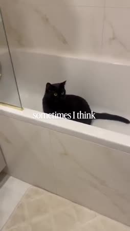 bonk