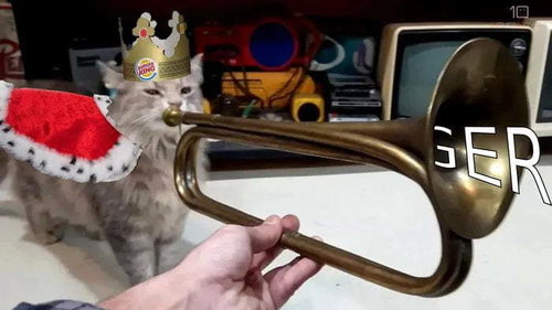 miau