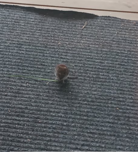 Tippui pätkä persiljaa kuistille