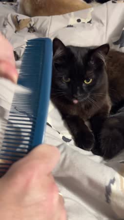 mlem