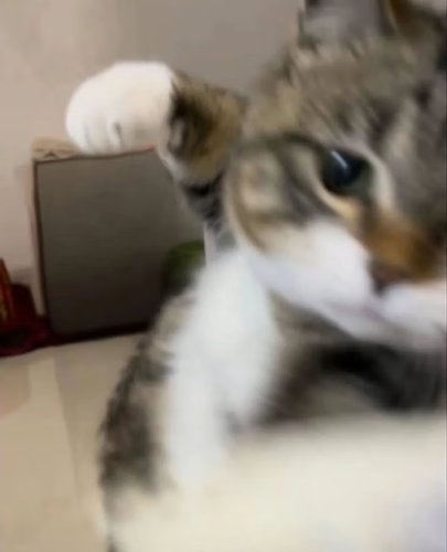 lyönkö?
