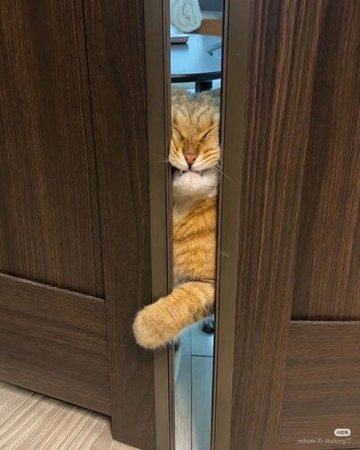 HERES MIAU
