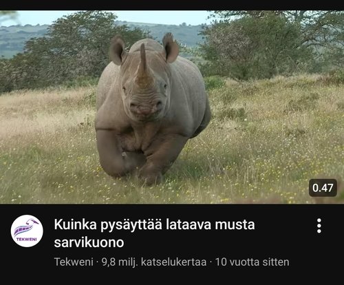 Laattaava musta sarvikuono