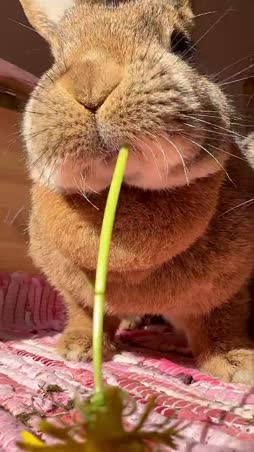 OM NOM NOM