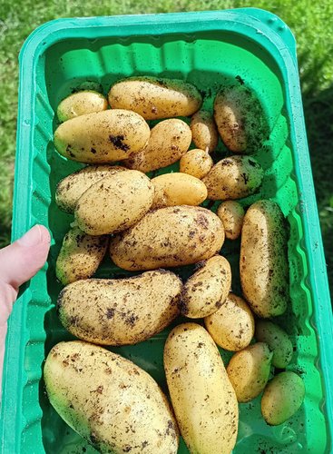 Kahdesta perunasta tuli päivän perunat